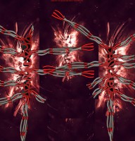 Background pour Armandry2